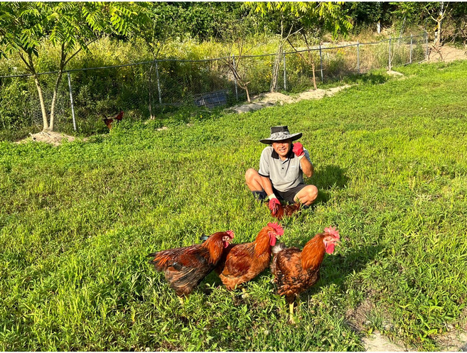 닭 농장 직접 판매/ 닭 내장 닭발 간 등 포함 된 직접 손질한 백숙용 토종닭, 2.5kg, 1개