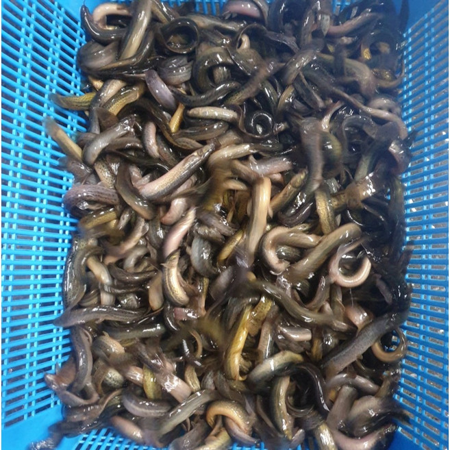 미꾸라지 1kg 살아있는 생물 활미꾸라지 추어탕 튀김 미끼 먹이용 민물고기 청원민물고기직판장, 미꾸라지 잔챙이 1kg, 1개