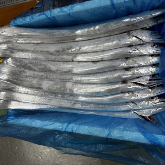 자연애수산 산지직송 당일경매 제주 생물 은갈치, 1박스, 20미[2.5지~3지내외]