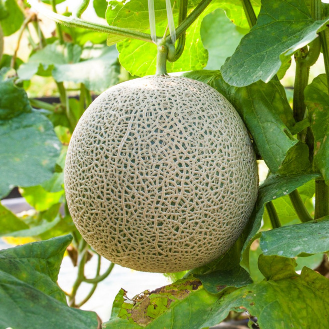 백년본가 구매율1위 당도선별 프리미엄 머스크메론, 2개, 1.2kg