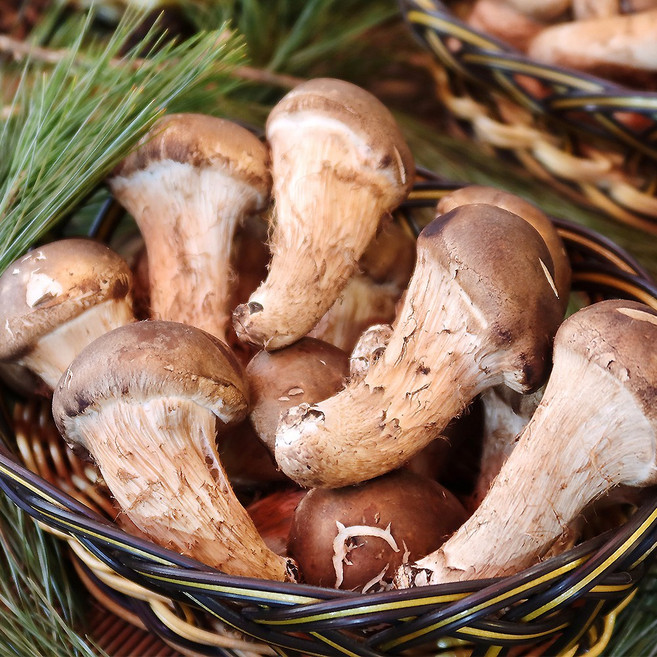 [산정마을] 국내산 참송이버섯 당일수확, 2_참송이(실속) 1kg, 1개