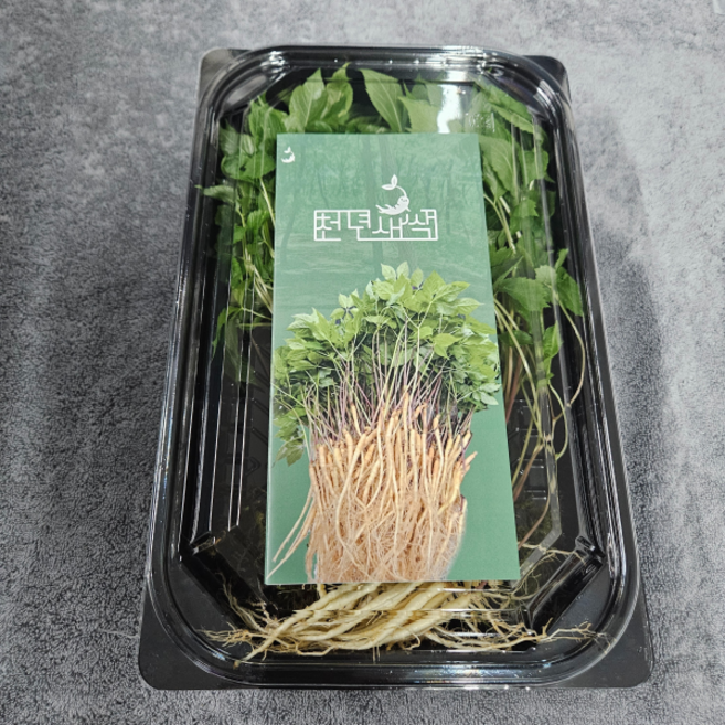 [천년새싹] 새싹인삼 10뿌리 수경재배 새싹인삼, 1g, 10개