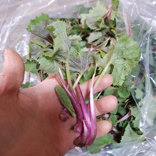 국내산 머위 머위순 머위잎, 1kg, 1박스, 국산 머위순