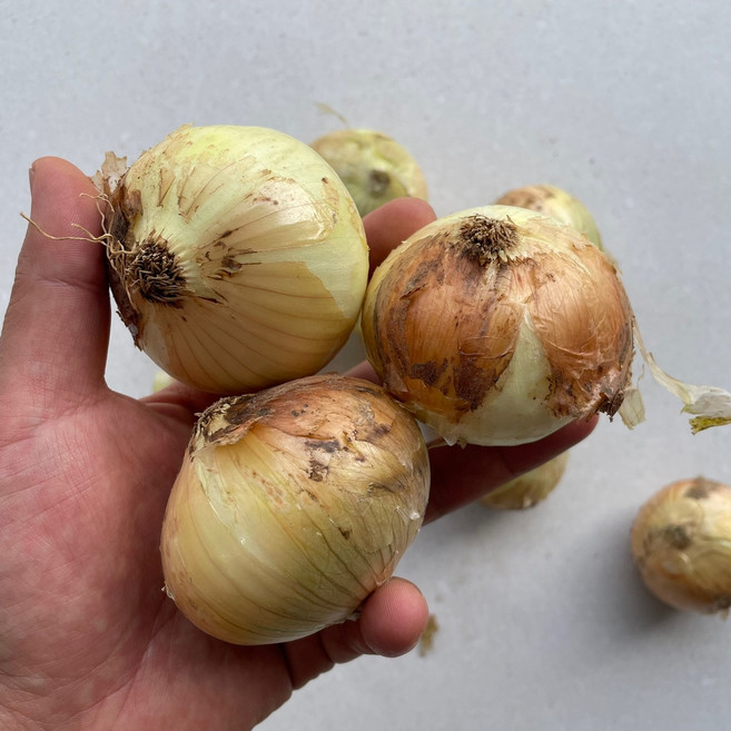 26년 국내산 햇 양파 중사이즈, 양파5kg(중사이즈), 1개
