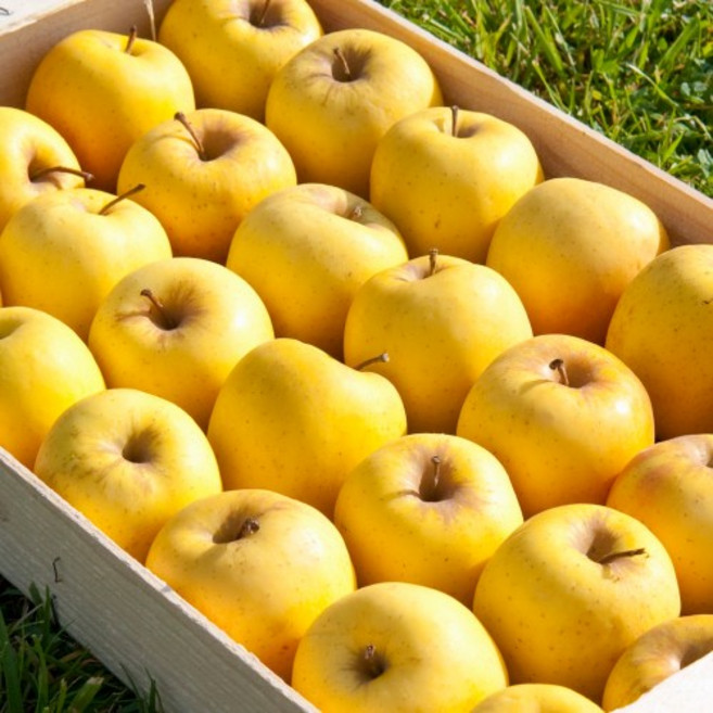 특상품 시원하고 아삭달콤한 시나노골드 사과, 1개, 2kg(대과)