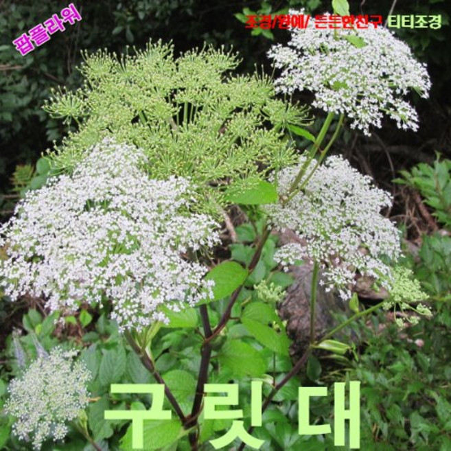 팝플라워 구릿대 씨앗 5립, 1개