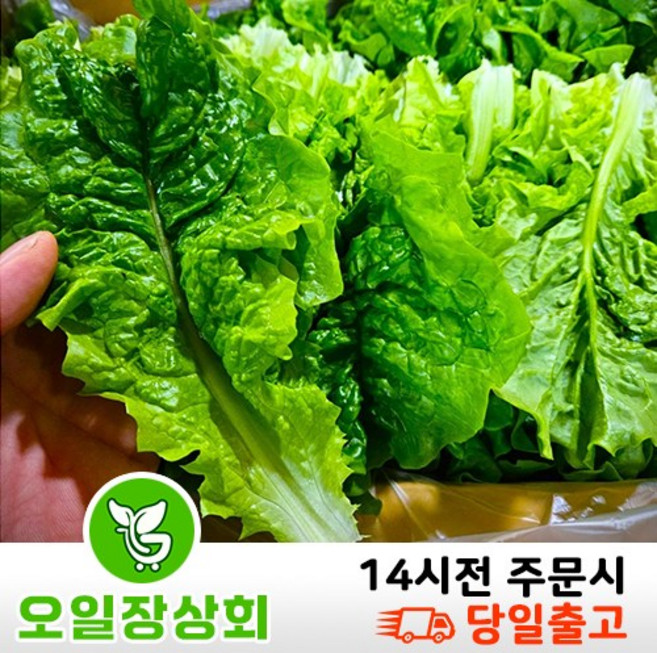 ( 오 일 장 상회 ) 국내산 청상추 1kg 2kg, 1개