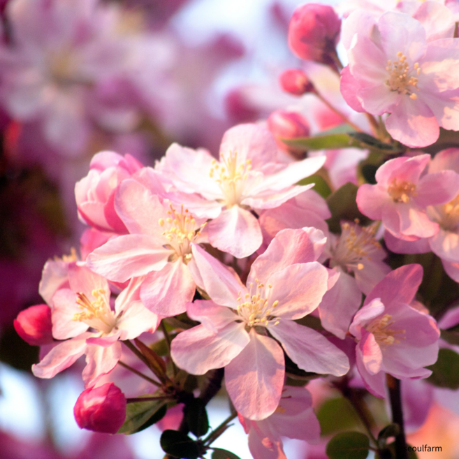 [나무의 신]수사해당화 서부해당화 개화주 3년생 분묘 정원나무, 1개