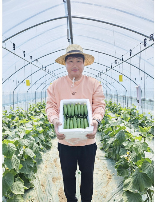 [산지직송 당일발송] 예스팜 미니오이 스낵오이 피클오이 미니오이1.3kg, 1박스, 1.3kg