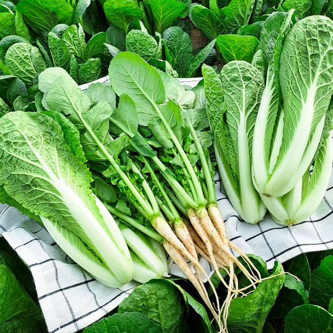 채소한 싱싱 국내산 포천 어린열무 얼갈이 세트 1개, 어린열무4kg+얼갈이2kg