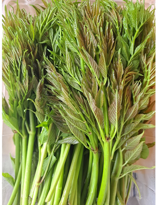 [무주반딧불] 26 햇 여름두릅 1kg, 1개