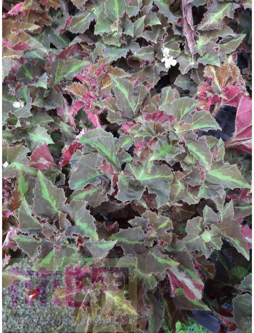 花花世界 觀葉植物 眼影秋海棠 5吋盆 高20-30cm, 1個