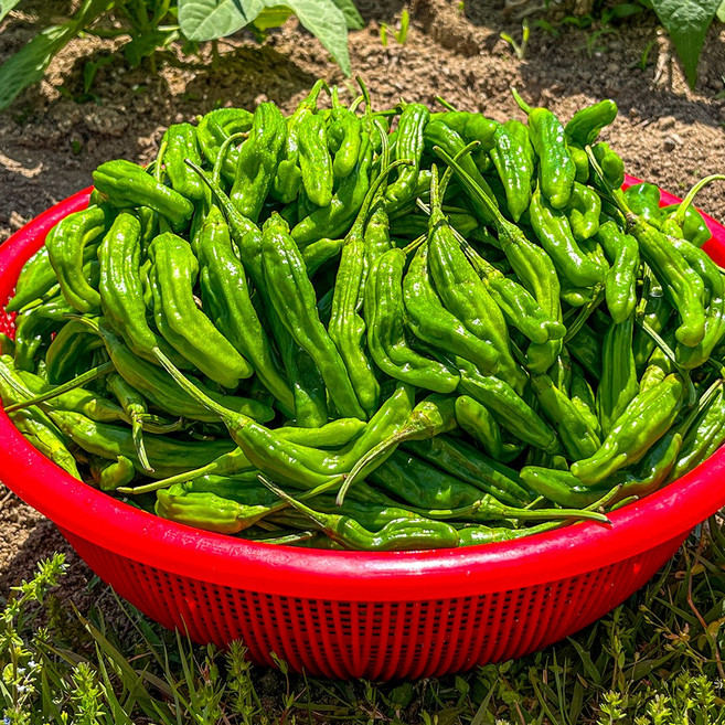 농가살리기 산지직송 국내산 꽈리고추, 1박스, 상품 1kg