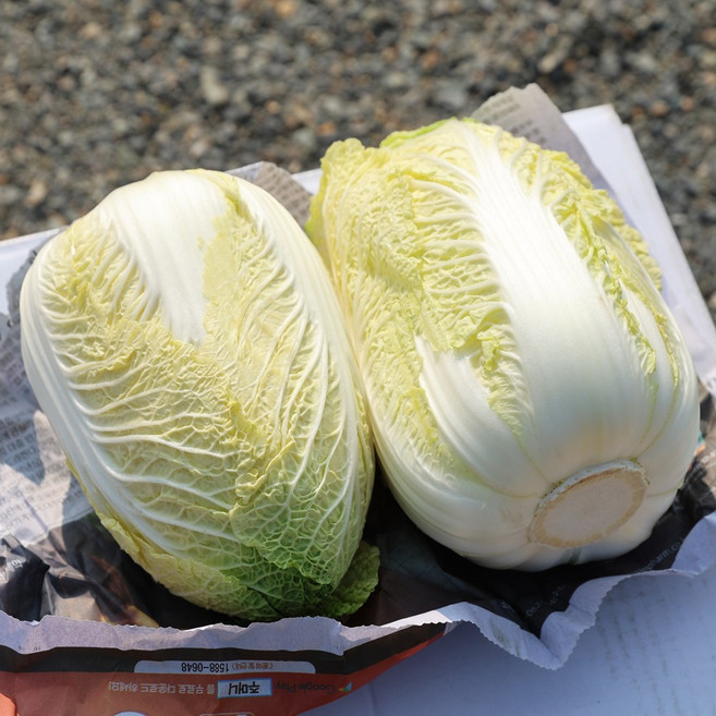 노랗고 속이 알찬 아삭 달큰한 제철 알배추, 3개, 600g