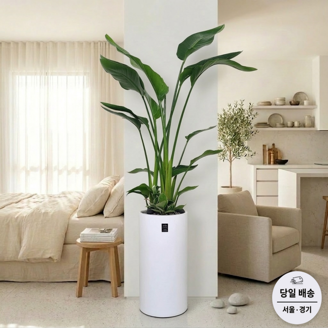 에코플랜트(서랍형받침+리본증정+당일배송) 극락조 거실 공기정화 식물 승진 취임 개업 축하 화분 배달, 05. 극락조 원통형, 1개