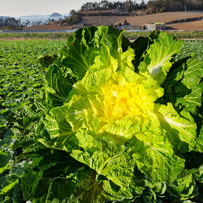 봄동 배추 진도 산지직송 해풍맞고 자라 달큰 아삭, 1개, 2kg
