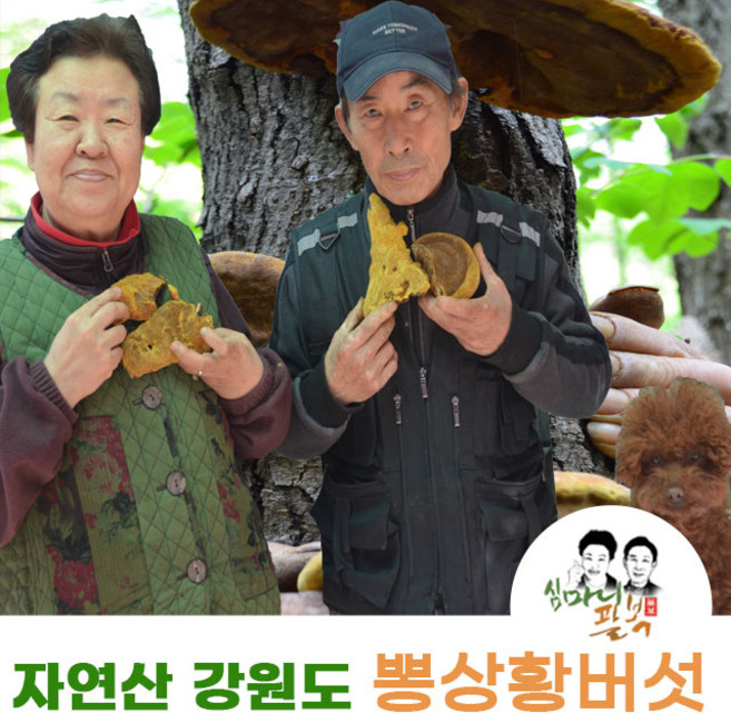 뽕나무상황버섯 강원도 자연산 뽕상황버섯 국산상황버섯, 뽕상황버섯원물500, 1개