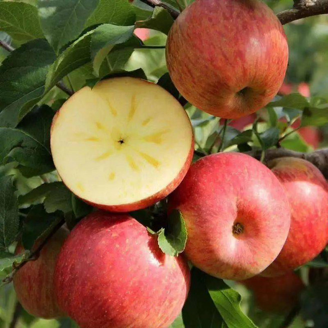 [초대박특가]가격종결 일등농장 정성달콤 못난이 부사사과, 1박스, 3kg