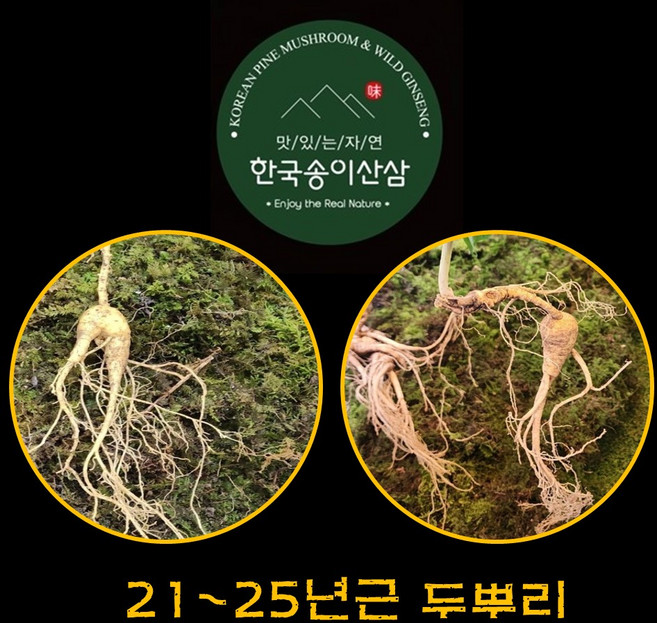 한국송이산삼 자연산 산삼 야생산삼 진품감정서 명절선물 21~25년근 2뿌리 자연산산삼 산삼판매 자연삼 지종삼 천종삼 산삼먹는법 산삼효능 산삼의효능 부모님건강식품, 2개
