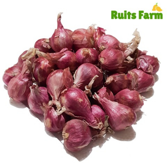 [루츠팜] 태국 샬롯 1kg 태국양파 적양파 험댕 미니양파 shallot, 1개