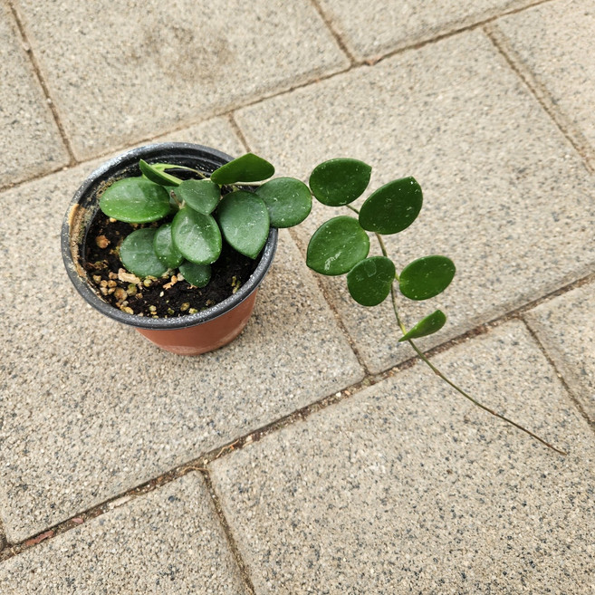 동글동글 호야 마틸다 미니포트79 꽃비종합원예, 1개, 사진참조