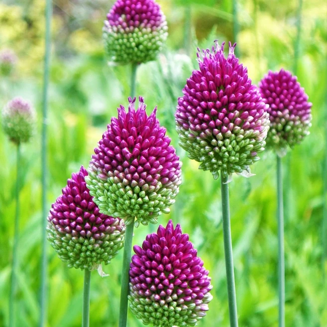 [큐가든] 알리움 구근 스파로세팔론(드럼스틱) 5개 유럽직수입 특선 - 쿠팡