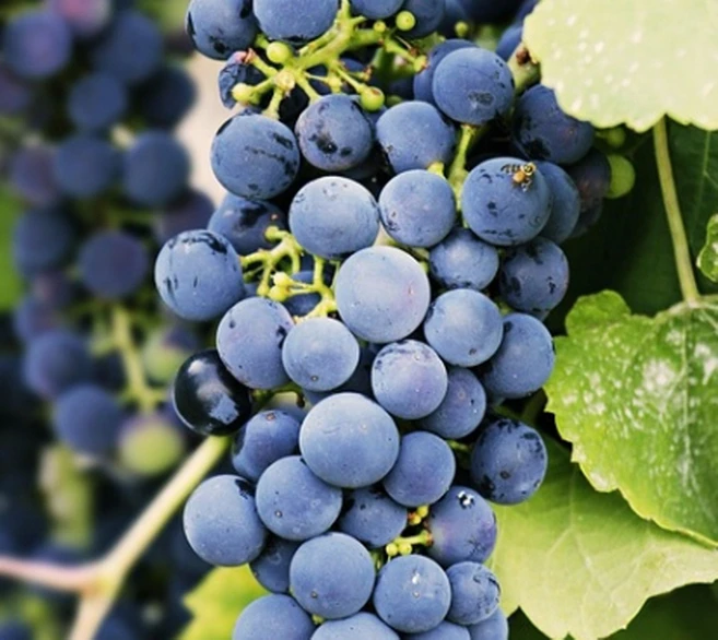 포도나무 켐벨 흑포도 2년생 결실주열리는나무 유실수 약용수 조경수(TB) - 쿠팡