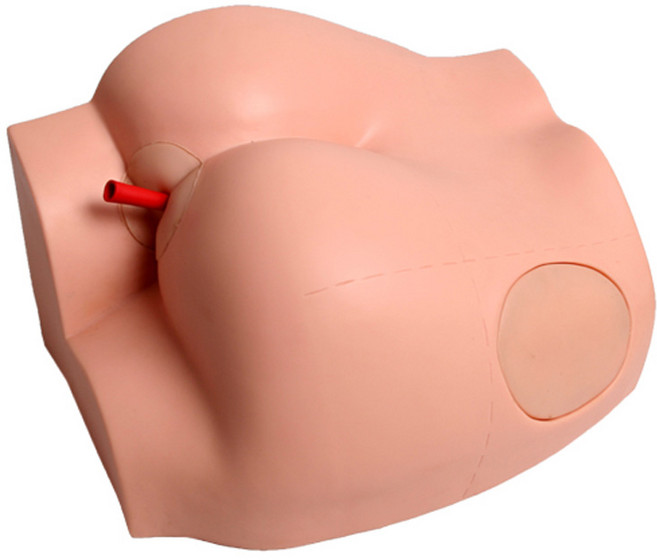 해부 인체모형 병원 학교 실습용 교육용, 1개