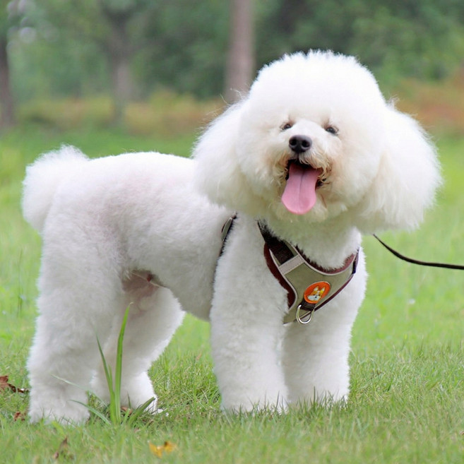 강아지 반사 가슴밴드 조끼형 견인줄 세트, 1개, 갈색