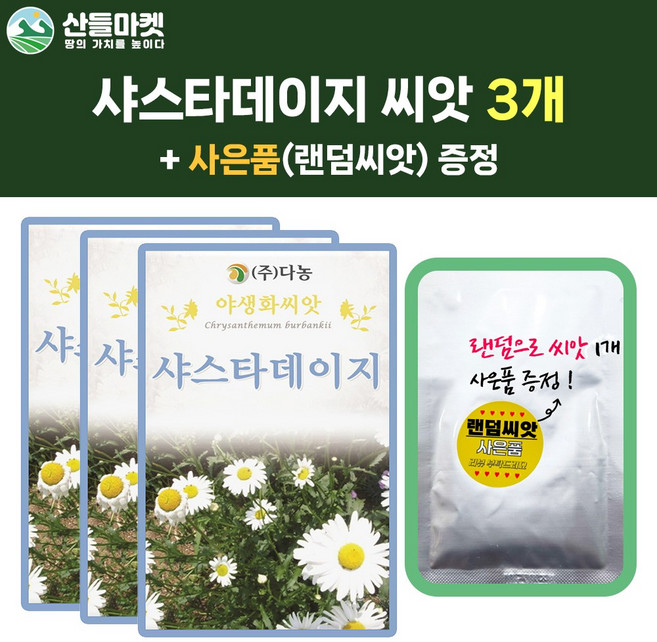 산들마켓 샤스타데이지 씨앗 1g 데이지 꽃씨 야생화 종자 3개+랜덤씨앗1개 증정, 1개
