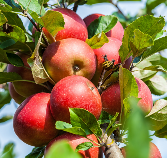 서울농원묘목/기둥사과나무 3년생 분묘 조경수 정원수 추천, 1개