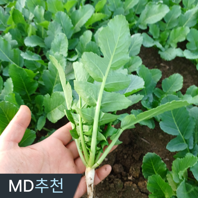 삼시세끼연구소 질기지않은 충북 어린 국산 열무 GAP인증 최상품, 1박스, 2kg