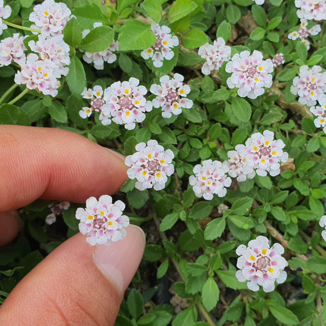 서울농원묘목/쿠라피아 모종 잔디 꽃잔디 40포트/ 20포트 정원꾸미기 전원주택 가드닝, 쿠라피아 1/2판 20포트묘, 1개