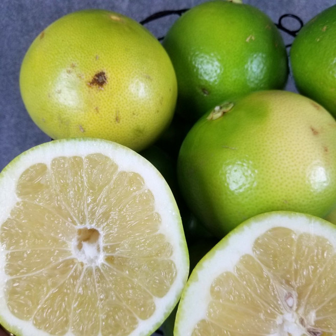 실속형 못난이 메로골드 청자몽 사이즈랜덤, 10kg 내외(12-36개), 1개