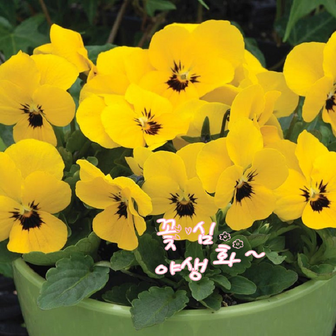 꽃심야생화 비올라 옐로 6개묶음 일년초 식용꽃 초화 소품 봄장기개화