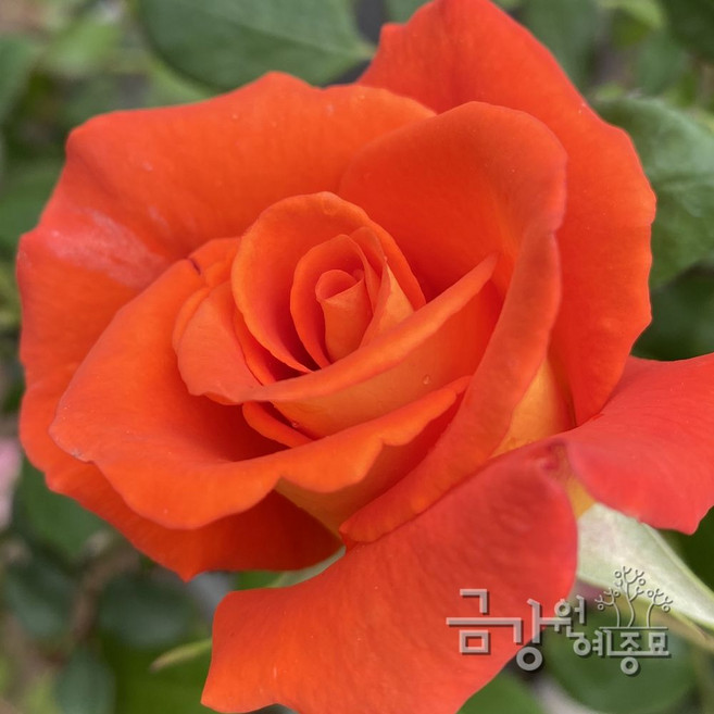 O3 모니카 장미묘목 사계명품땅장미, 포트재배묘 H0.3~0.4, 1개