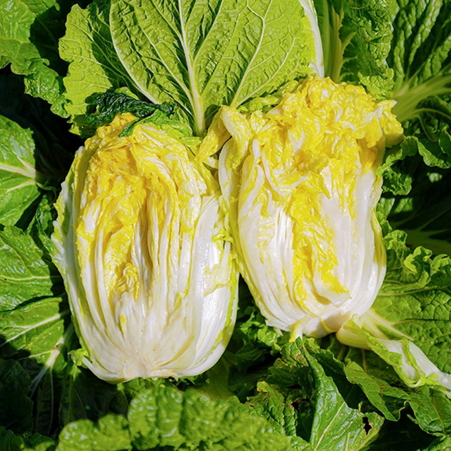 위두 해남 절임배추 20kg 국내산 천일염 사용 배추, 필수 추가 정보에 희망도착일을 꼭 입력해주세요, 1박스