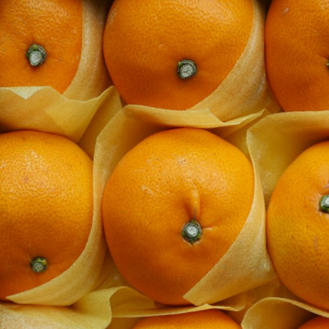 [신선한줌] 제주 농가직송 당도보장 새콤달콤 천혜향, 1박스, 10kg(못난이혼합과)