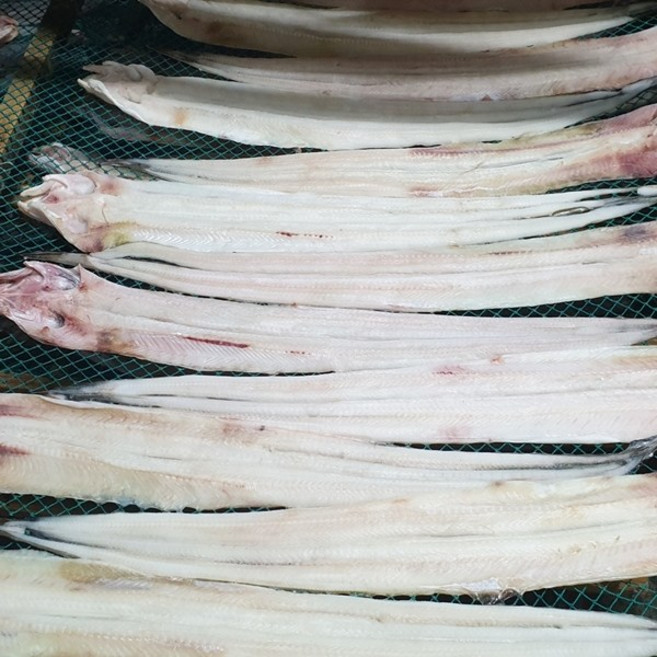 장어 / 삼천포 용궁수산시장 반건조장어 바다장어 특대 2미, 1개