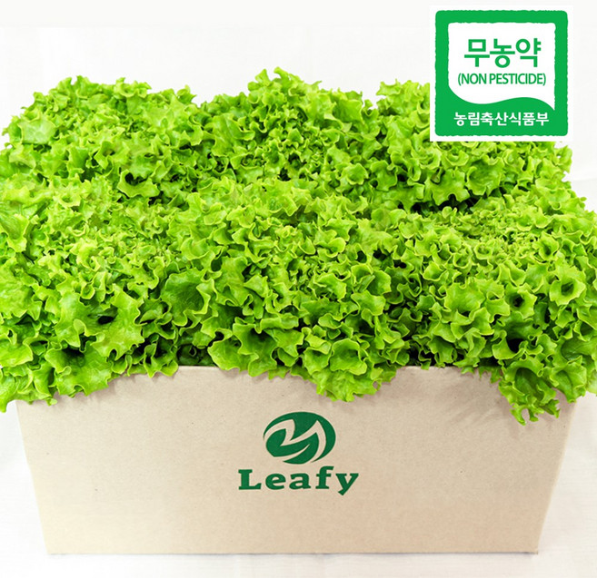 당일수확 산지직송 이자벨 상추 무농약 샐러드용 채소 / 리피, 2kg, 1개