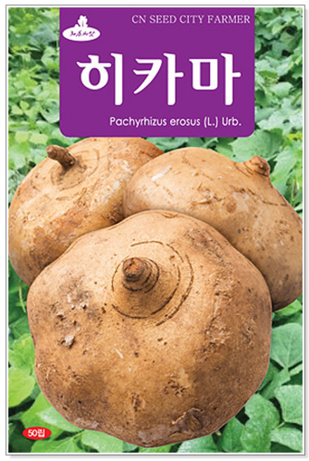 히카마 50립 씨앗, 1개