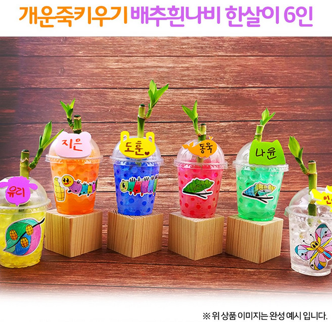 개운죽키우기 배추흰나비한살이(6인용)1008719, 단품