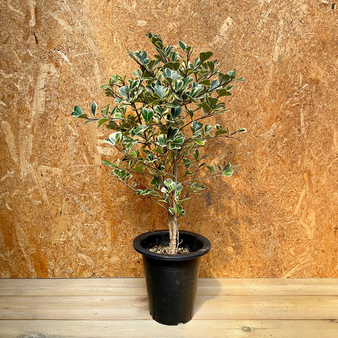 마이플랜트 하트벤자민 중대형 관엽식물, 없음, 1개, 1.없음