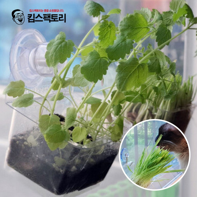 킴스팩토리 창문걸이 캣그라스 화분 냥이간식 캣그라스 키우기, 선택01. 창문걸이 화분_일반형, 1개