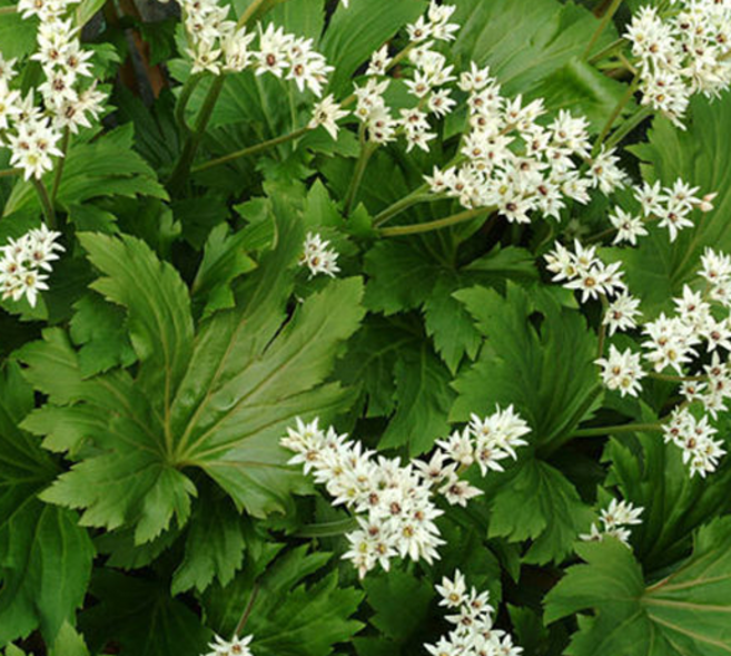 돌단풍 [4포트 복남이네야생화 모종 돌나리 토종식물 반그늘 지피식물], 4개