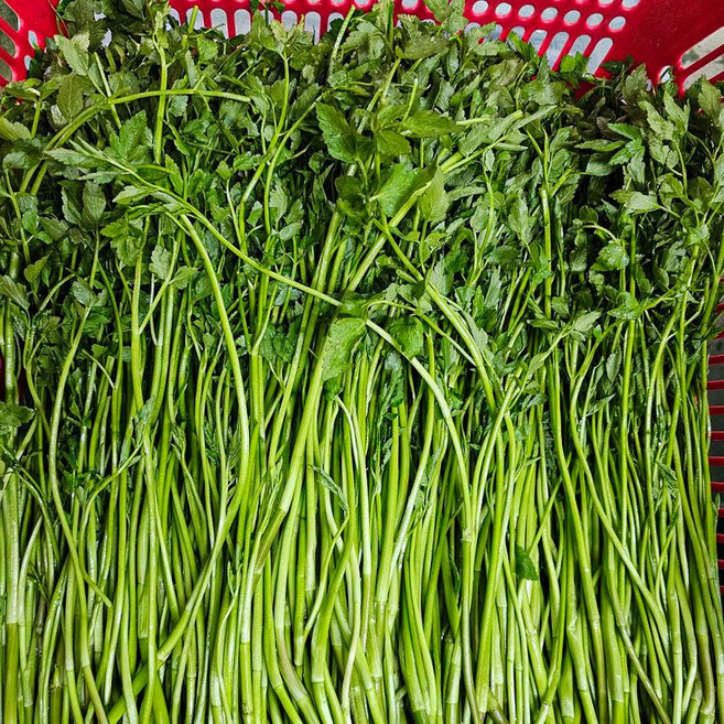 무농약 청도 한재 미나리 1kg, 1개