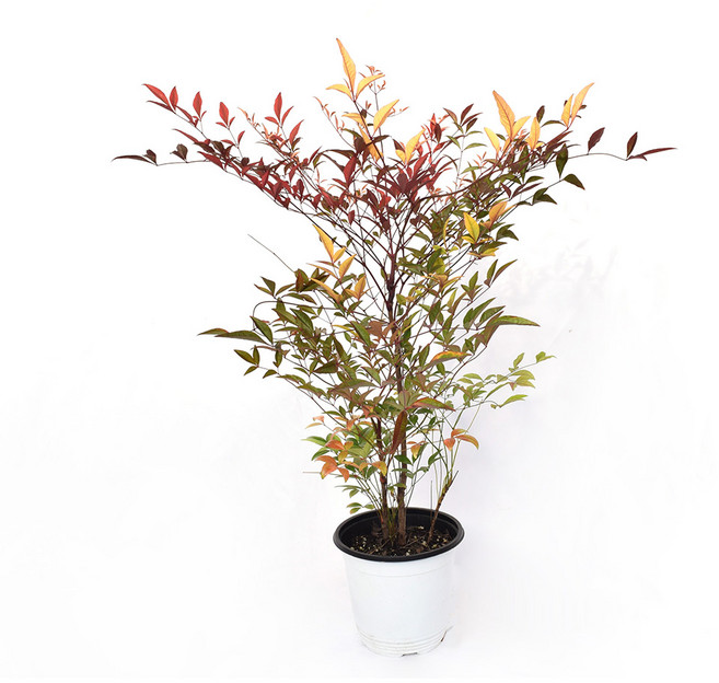 서비내 남천 2종 단풍나무 노지월동 실내공기정화식물 플랜테리어 인테리어 무호화훼, 40~50cm, 1개, .