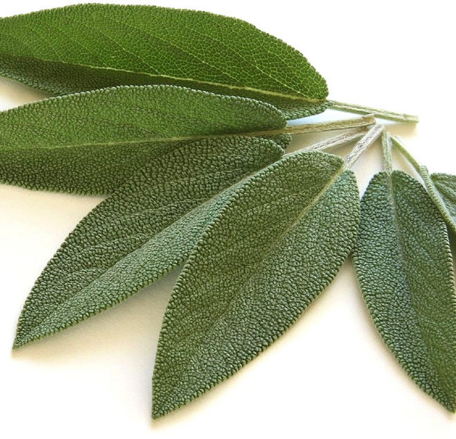 미트팬트리 국내산 生 세이지잎 Sage 약 10g 2팩, 2개