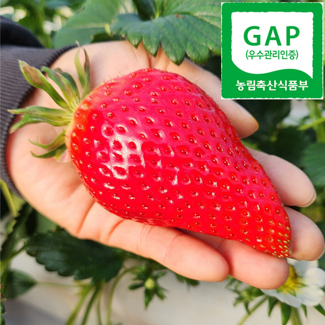 [리얼 킹사이즈] 논산시장1픽 과육가득 킹스베리, 1박스, 중과 1kg