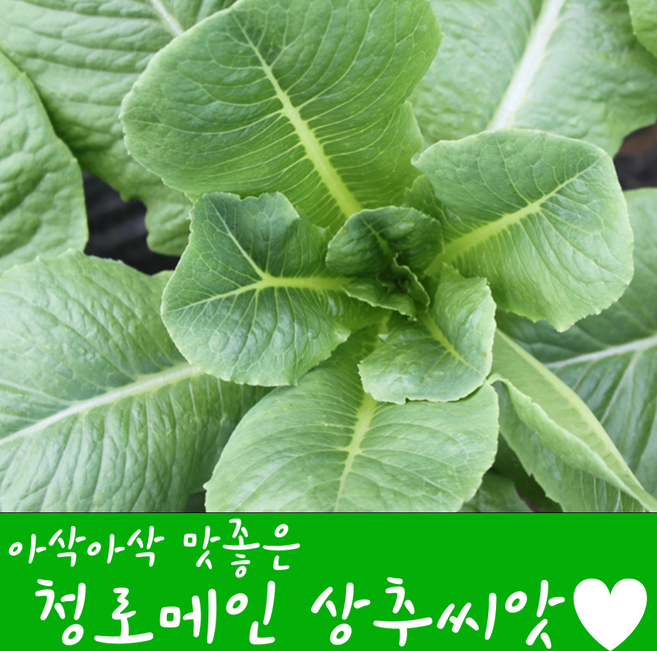 [농대나온남자] 로메인 상추 씨앗 2000립 + 나비끈끈이트랩, 1개